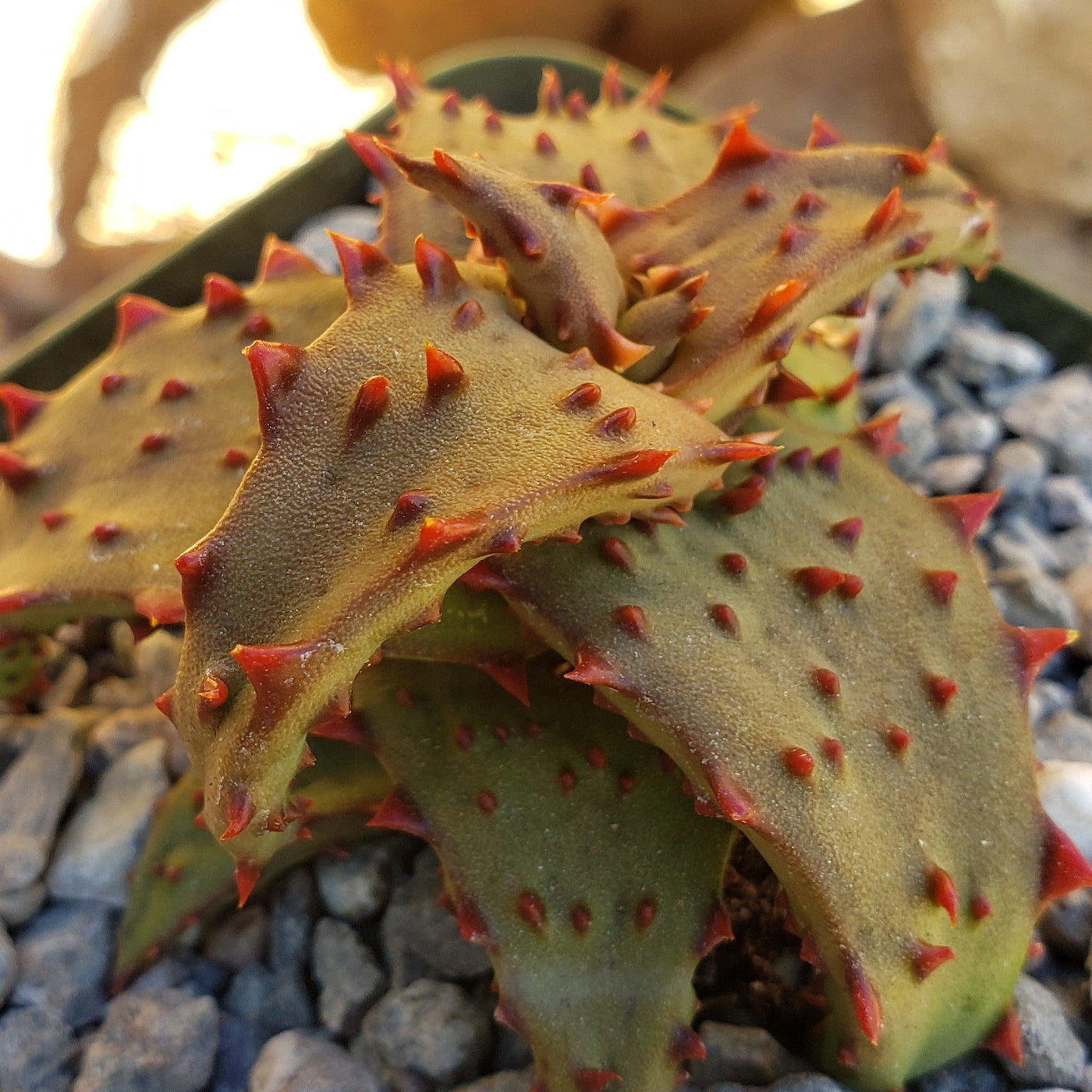 Aloe castilloniae