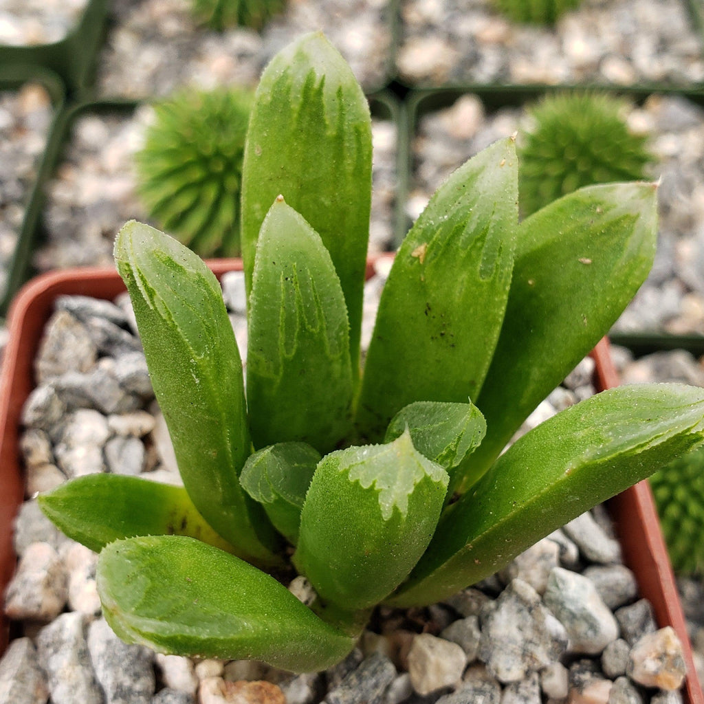Haworthia Harry johnson