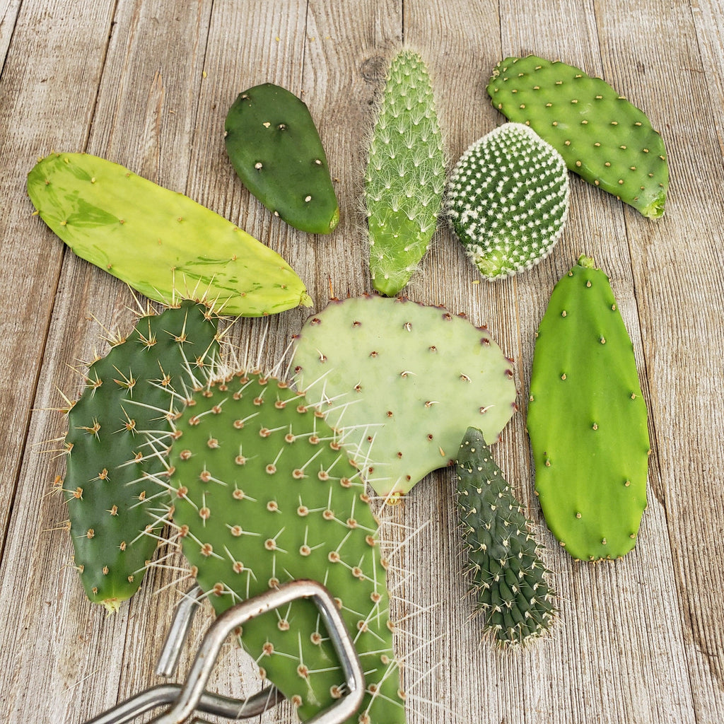 Opuntia pad 6 assorted cuttings