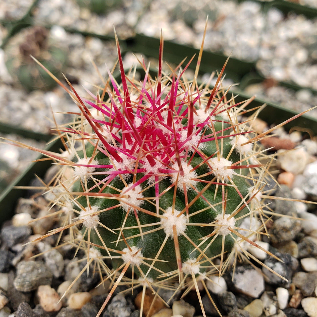 Ferocactus pottsii alamosanus