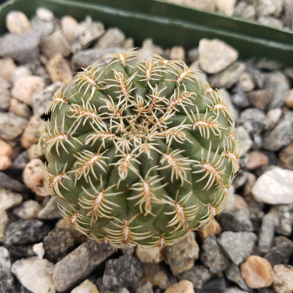Sulcorebutia steinbachii veronikae