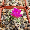 Mammillaria saboae haudeana