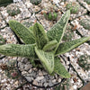 Gasteria Little Warty