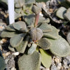 Aloinopsis rosulatum