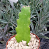 Hylocereus undatus Pitahaya Dragon Fruit cutting