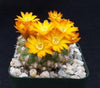 Rebutia weingartia neocumingii