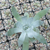 Giant Chalk Dudleya ‘Dudleya brittonii’