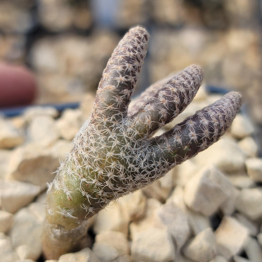 Puna clavarioides (Maihueniopsis clavarioides)