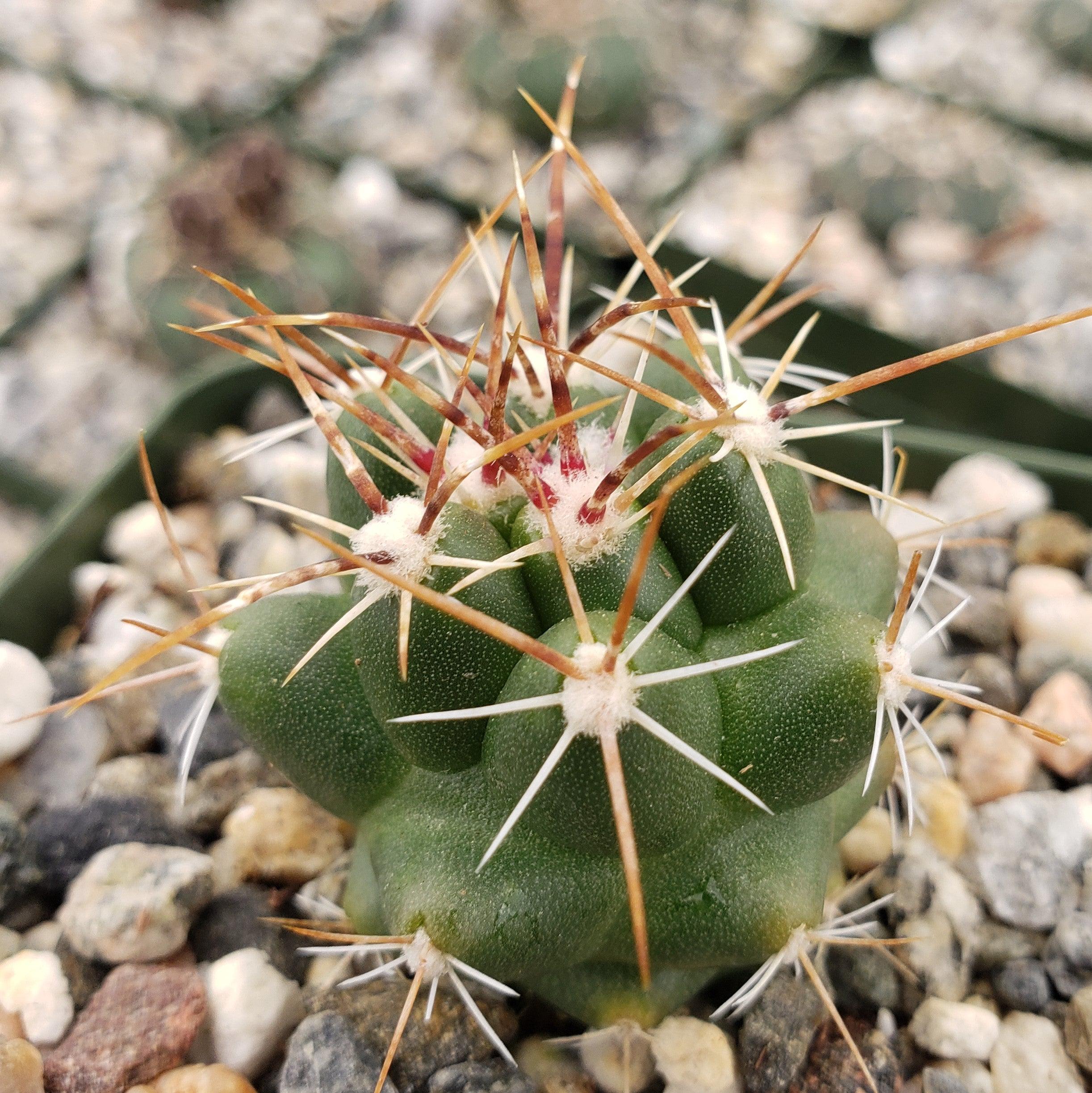 thelocactus panarottoanus