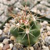 thelocactus panarottoanus