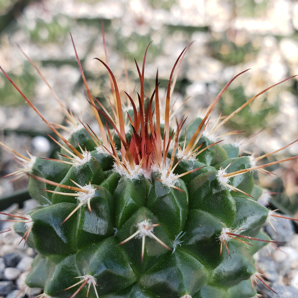 Mammillaria tlayecac