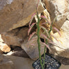 Pedilanthus tithymaloides variegated