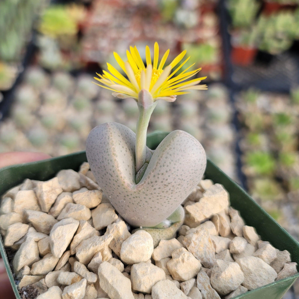 Dinteranthus microspermus puberulus