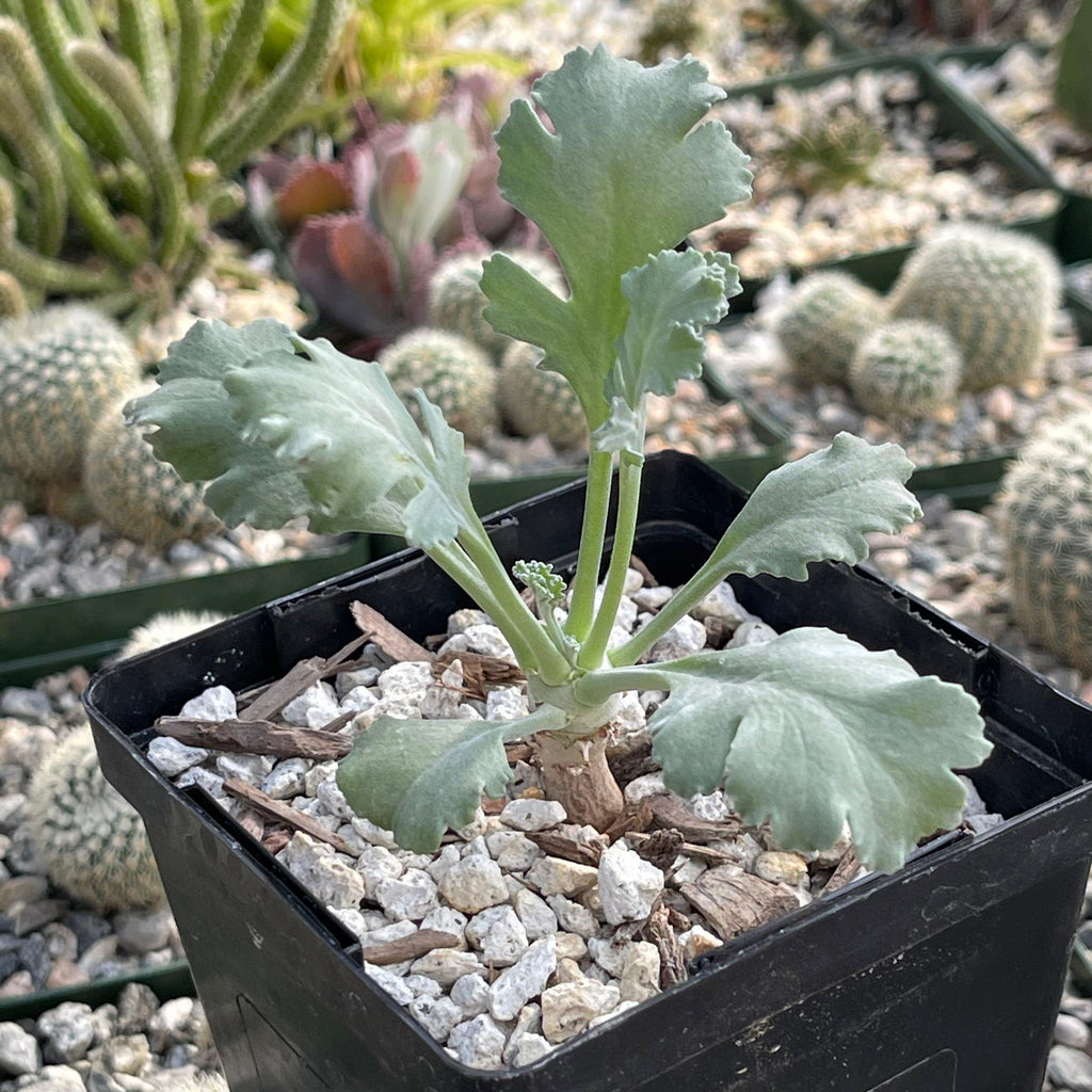 Pelargonium klinghardtense