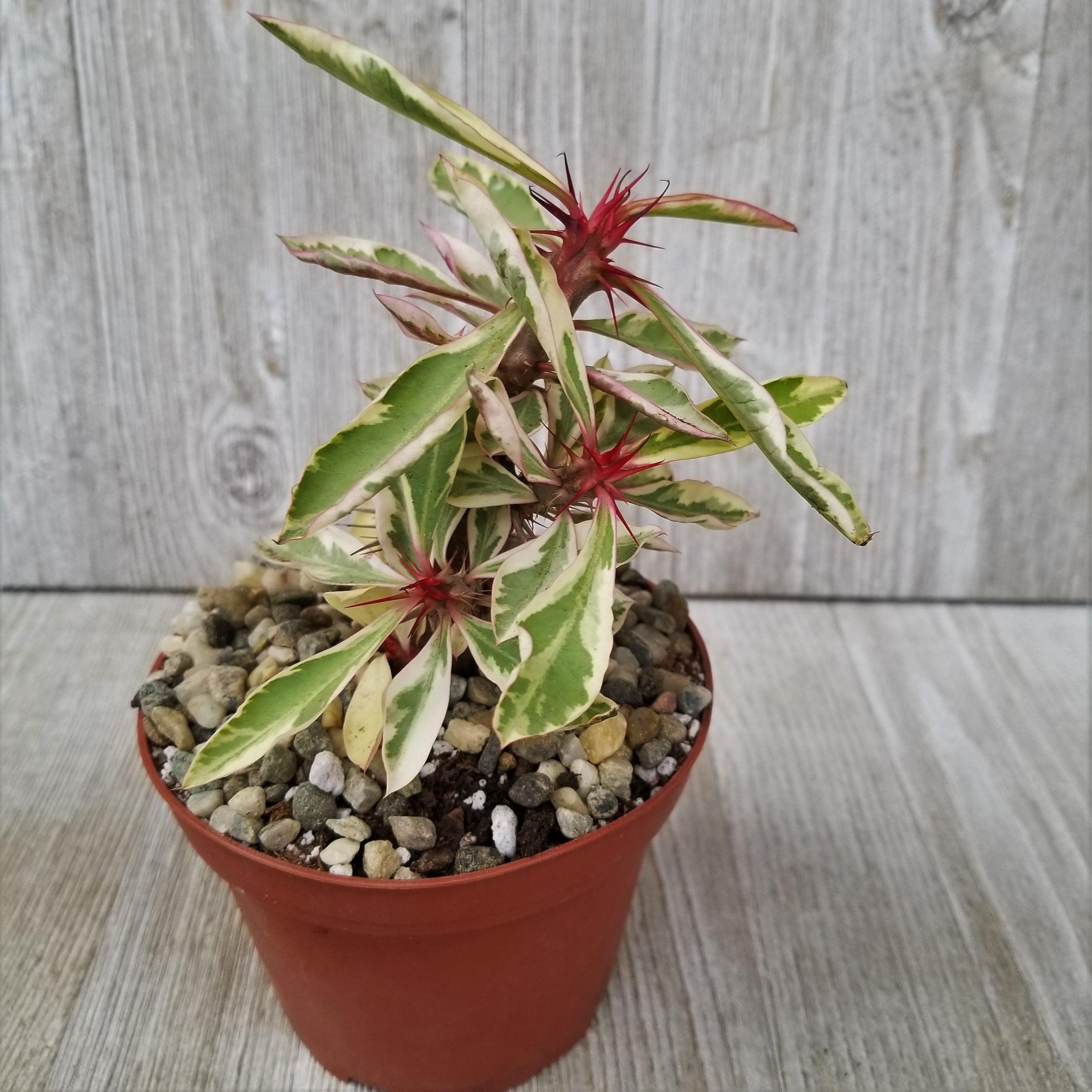 Euphorbia milii Crown of Thorns Variegated