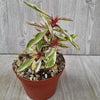 Euphorbia milii Crown of Thorns Variegated