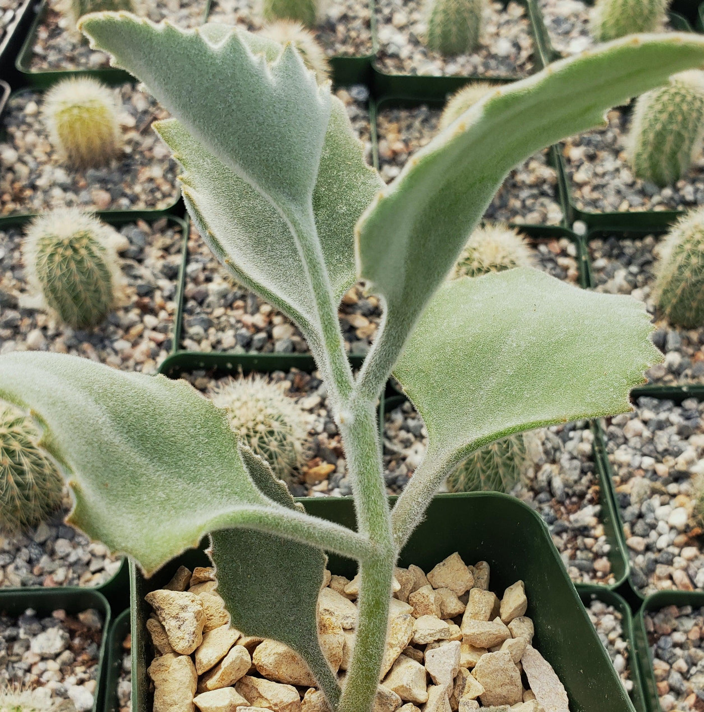 kalanchoe millotii succulent Kalanchoe Millotii Succulent | Velvet Leaf Kalanchoe