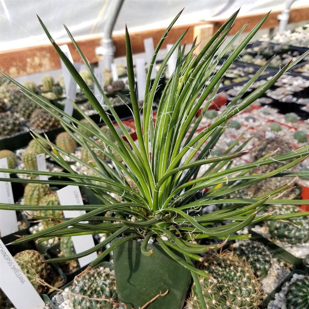 Agave geminiflora Large