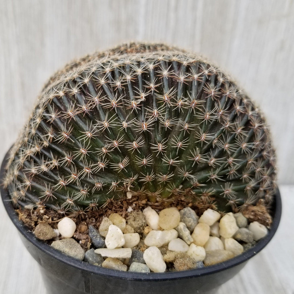 Lobivia famatimensis crest