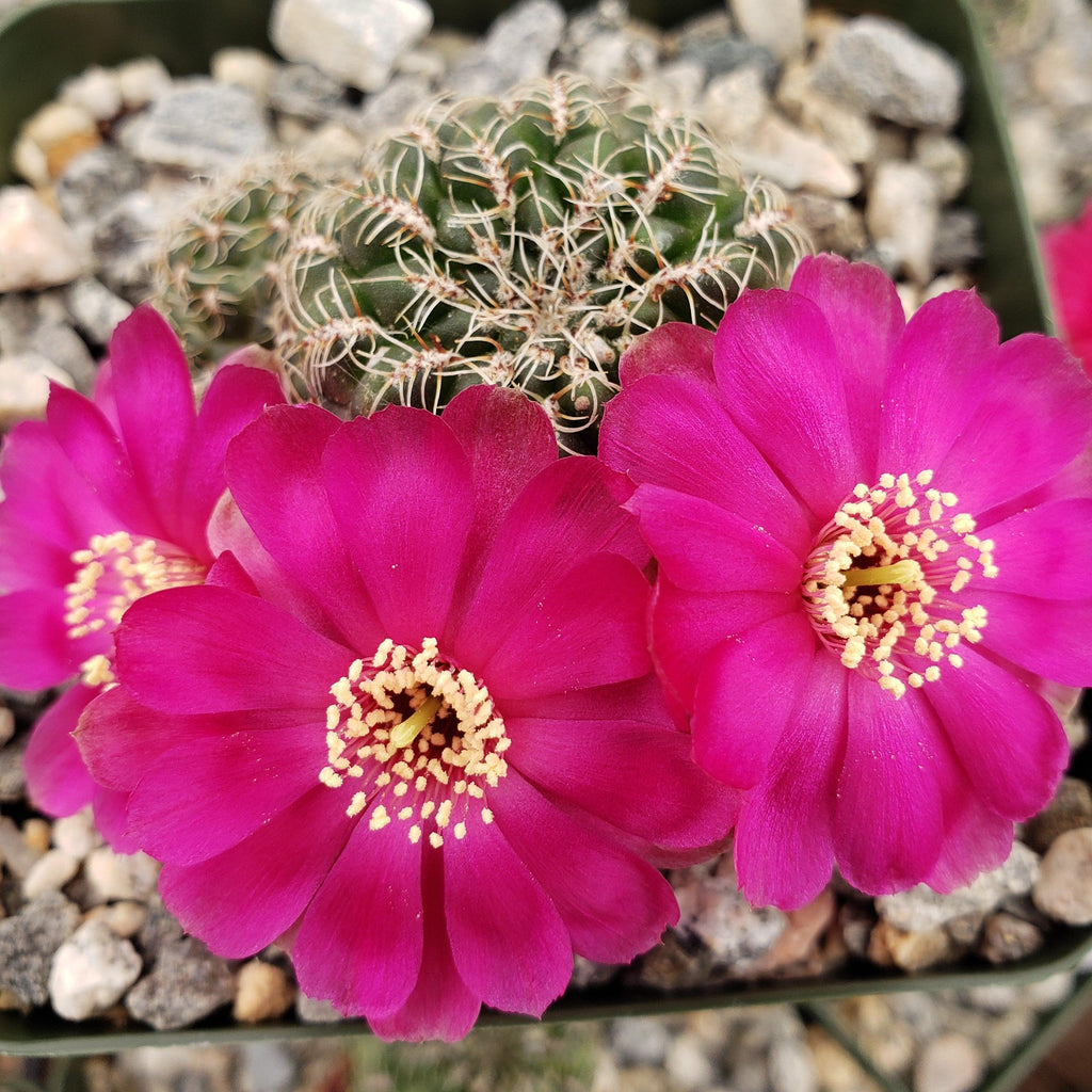 Sulcorebutia Zavaletae