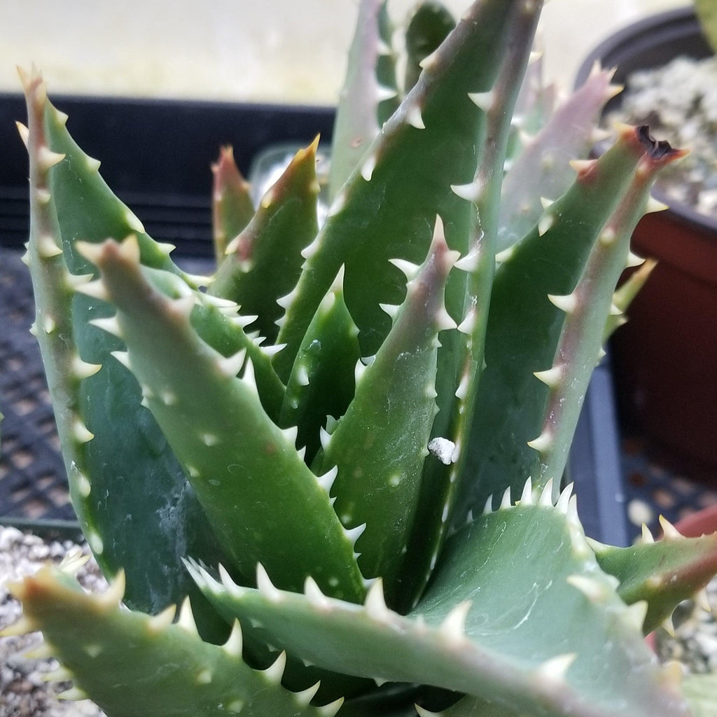 Aloe t-rex