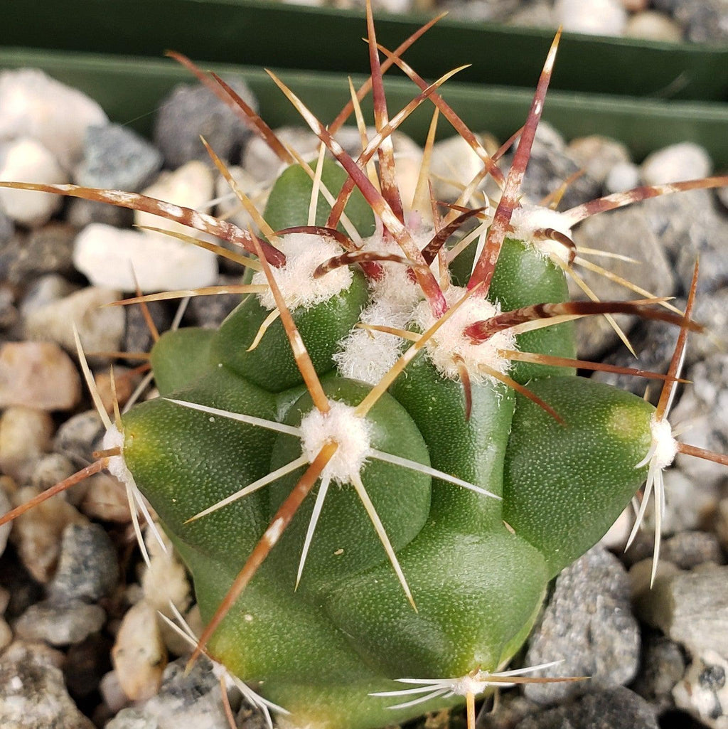 thelocactus panarottoanus