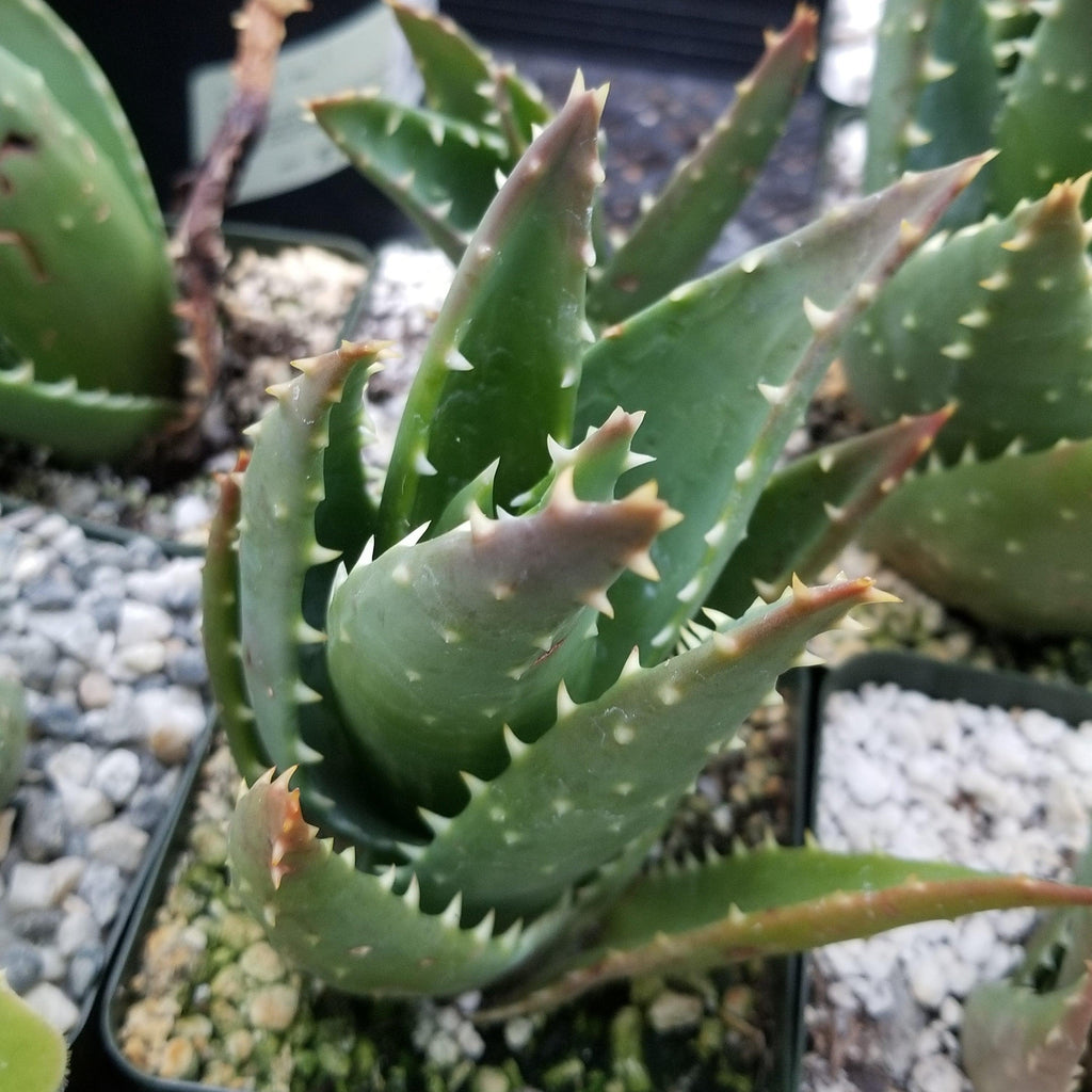 Aloe t-rex