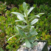 Adenium swazicun