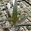 Aloe swordfish