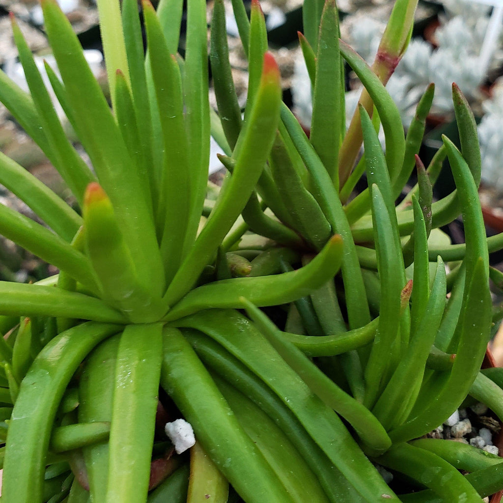 Devil Horns Plant - Crassula nudicaulis