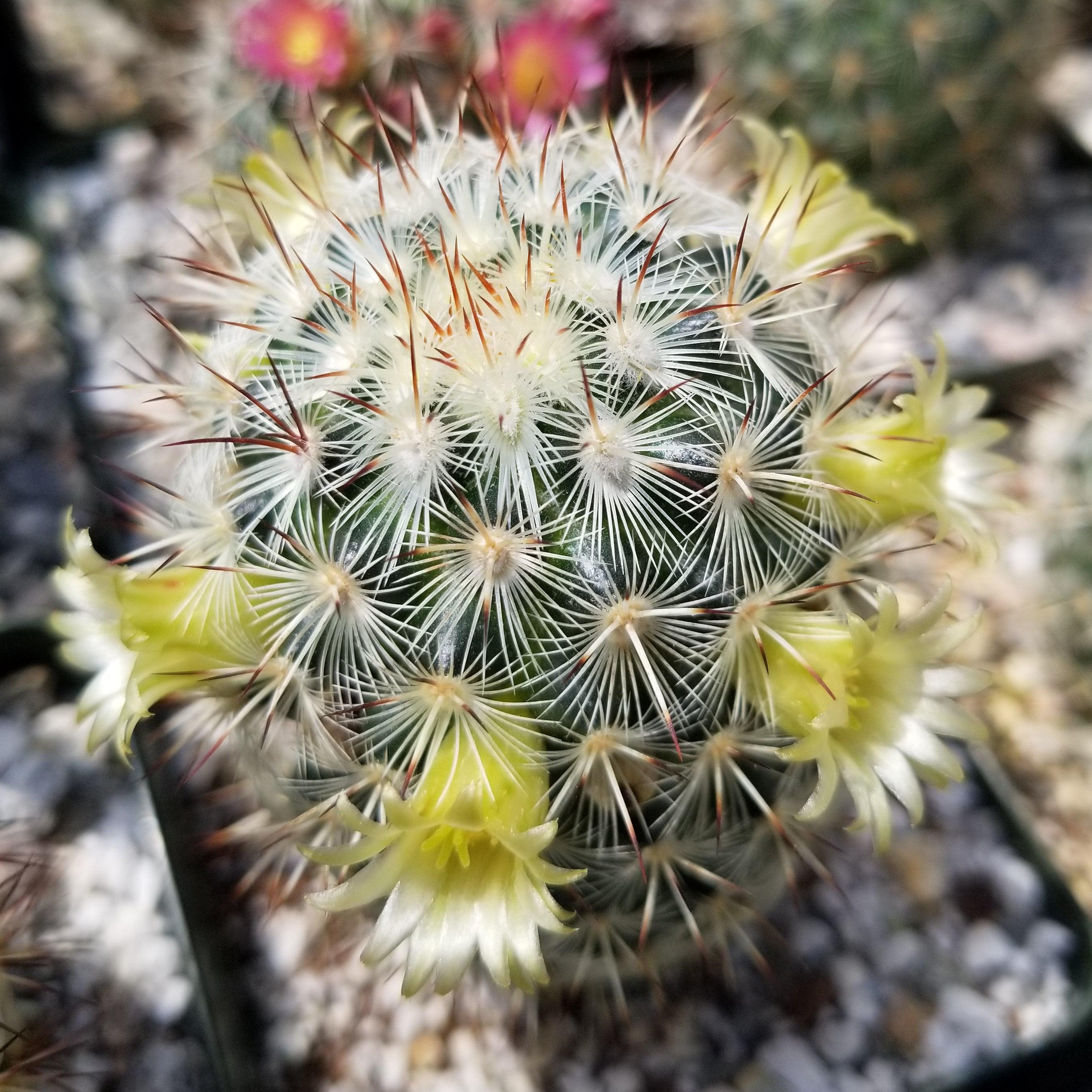 Mammillaria microhelia