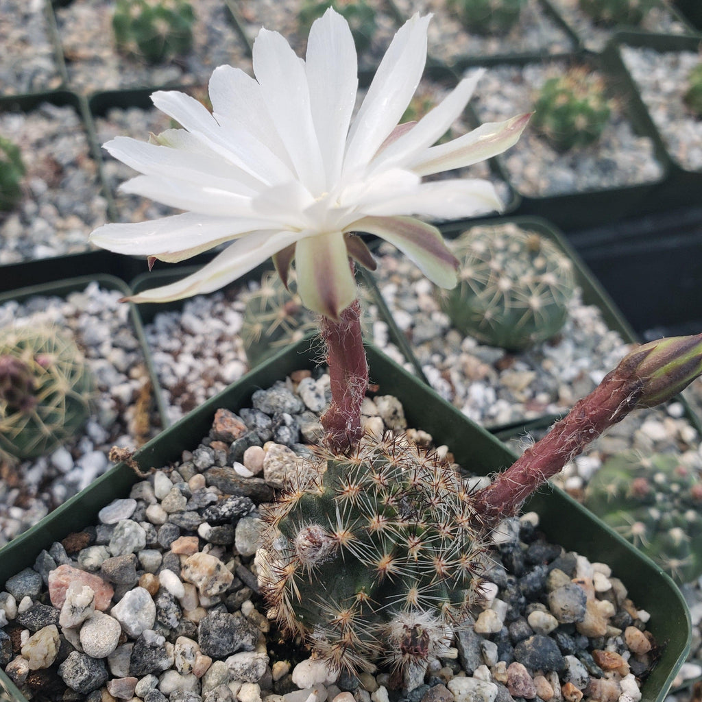 Pygmaeocereus bylesianus