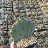 Purple Prickly Pear &