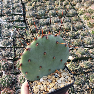 Purple Prickly Pear 'Opuntia macrocentra'