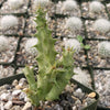 Huernia thuretii