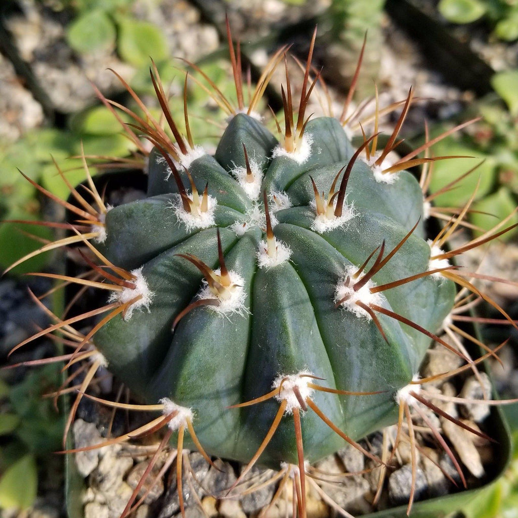Melocactus levitestatus warasii