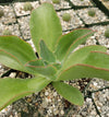 Echeveria subrigida