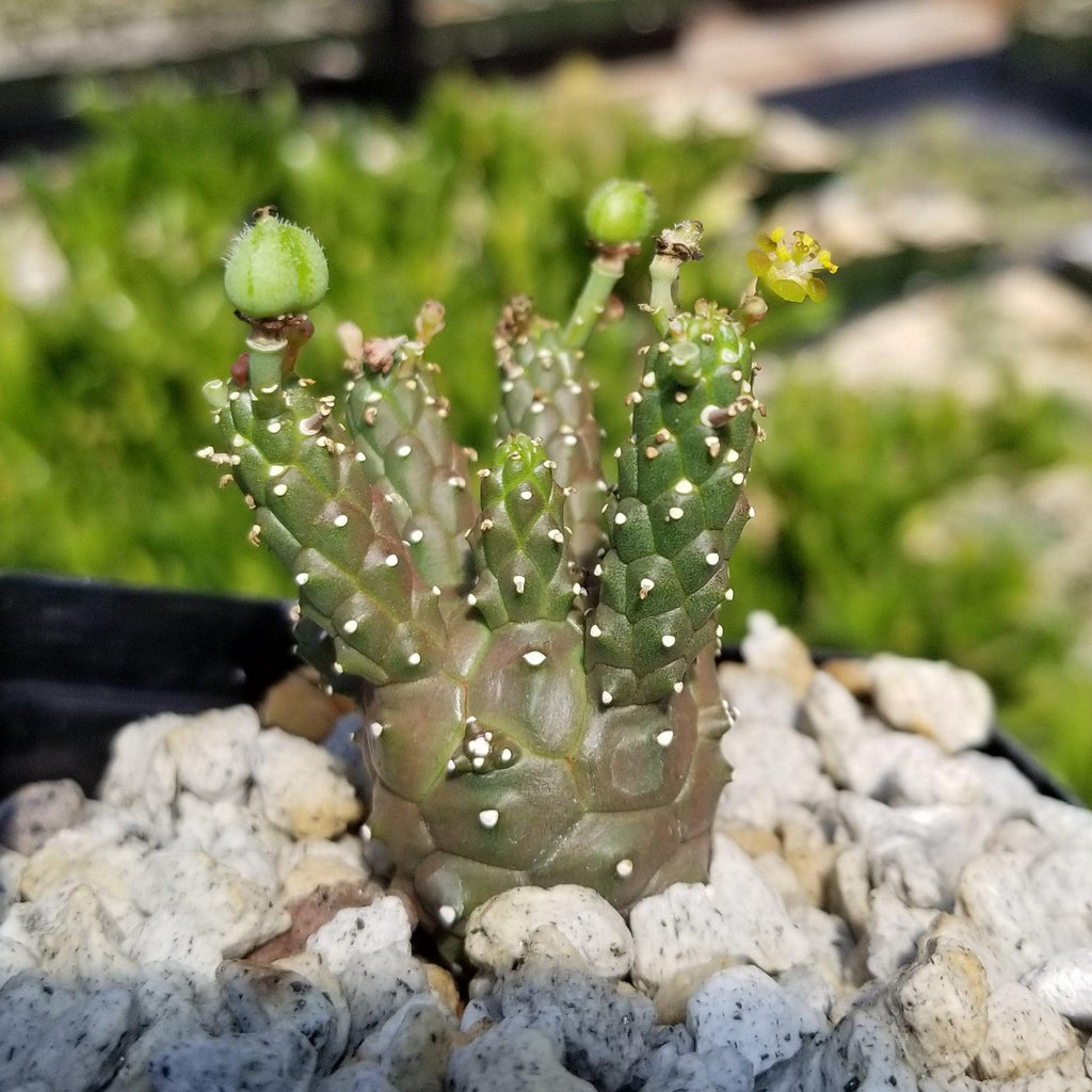 Euphorbia gamkaensis