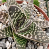 Gasteraloe pauline