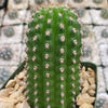 Indian Comb Cactus ‘Trichocereus brevispinulosus’