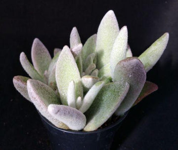 white fuzzy succulent Kalanchoe eriophylla – Planet Desert