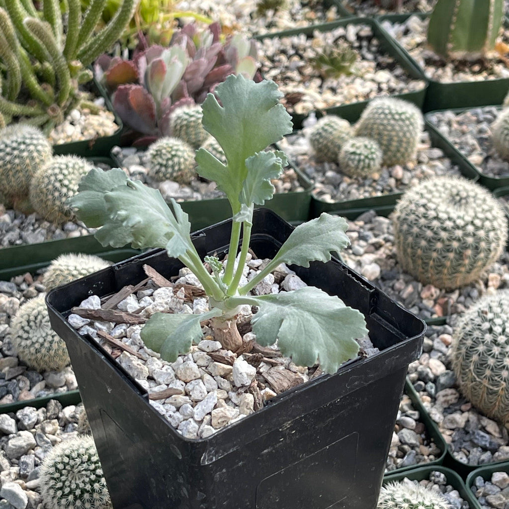 Pelargonium klinghardtense