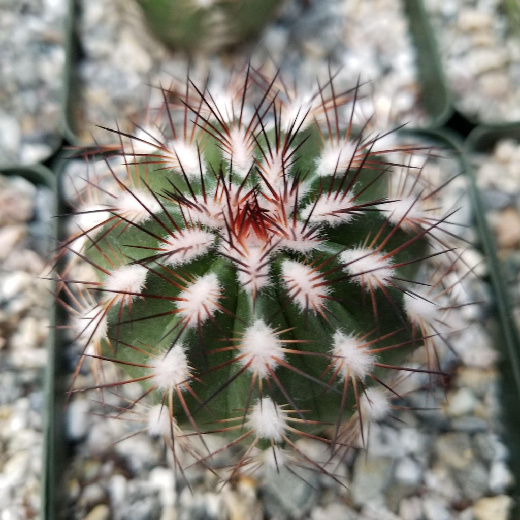 Echinocereus schwarzii