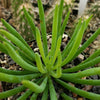 Senecio vitalis