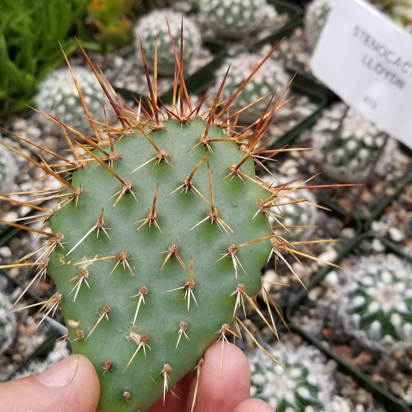 Opuntia rhodantha pad cutting