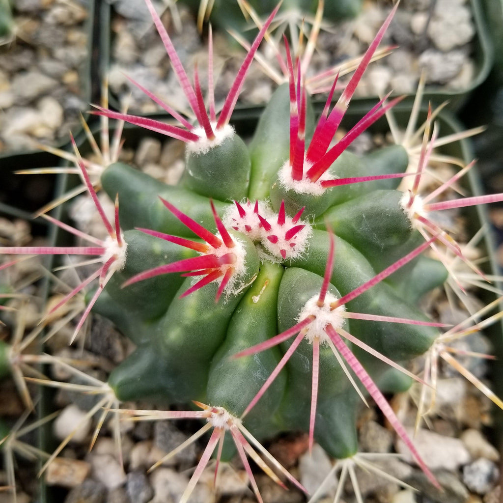 Ferocactus stainesii v. pilosus