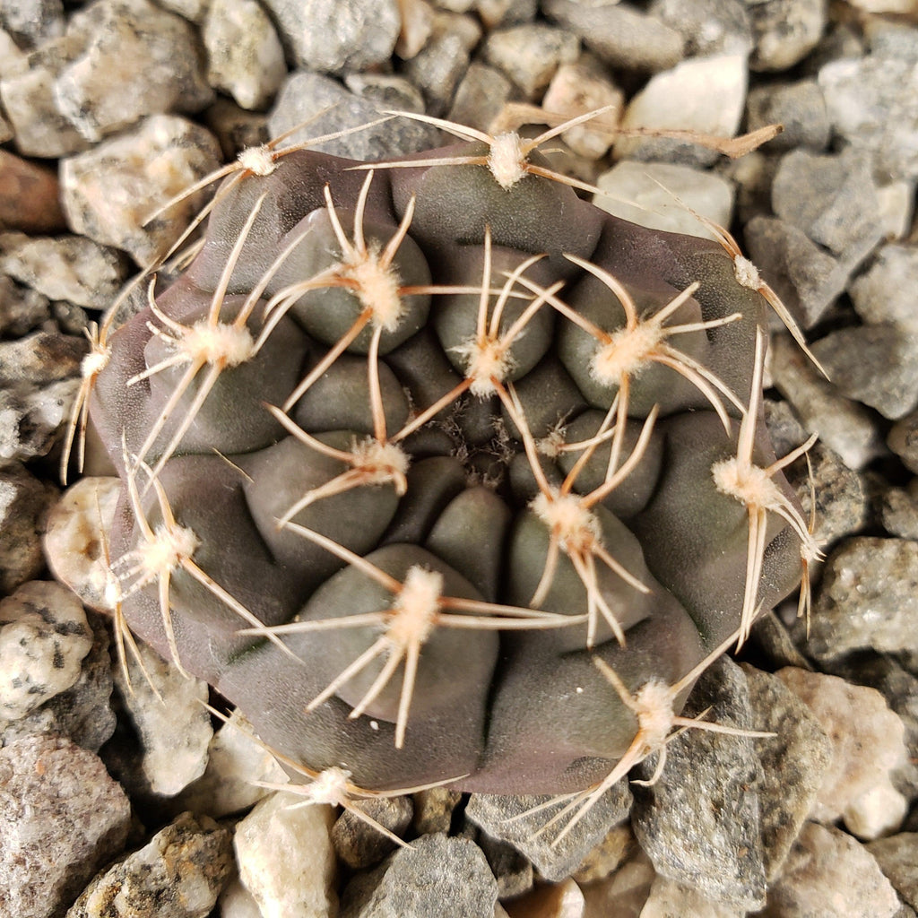 Gymnocalycium lukasikii