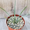 Agave stricta ‘Hedgehog Agave’