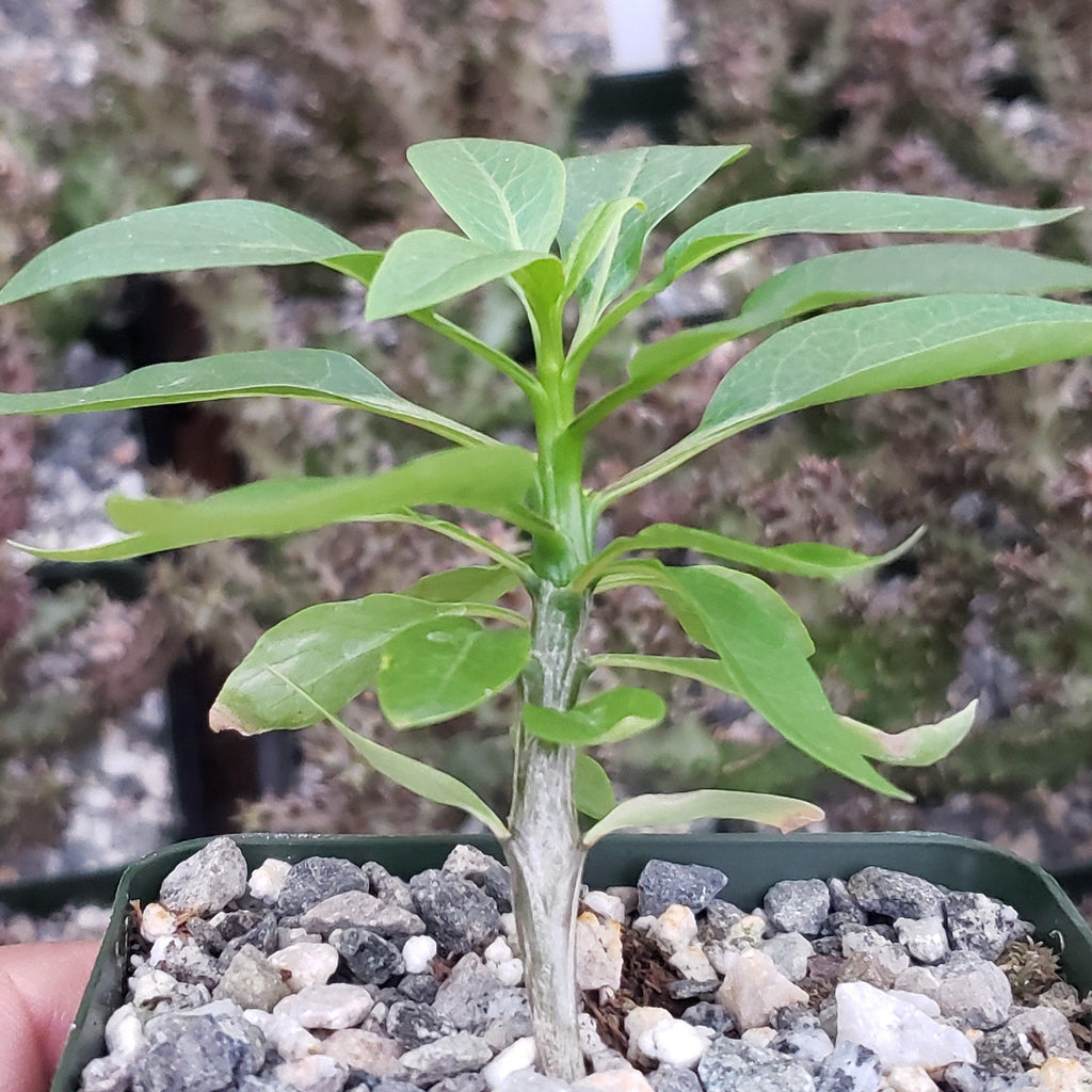 Fouquieria macdougalii