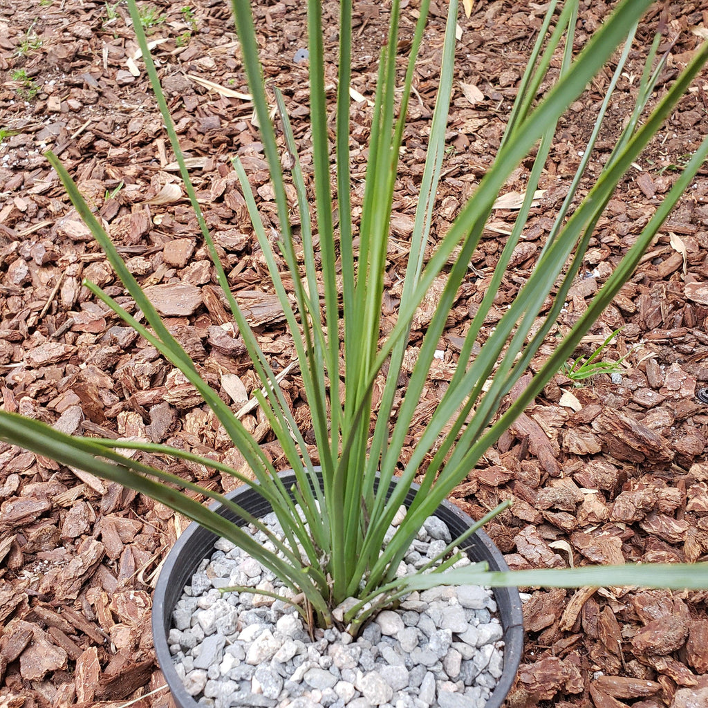 gal Hesperoyucca whipplei Specimen plant